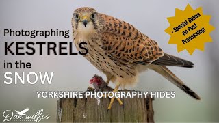 Kestrels in the SNOW [upl. by Hildegaard]