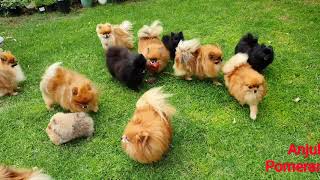 Pomeranian puppies playing in the garden  Anjula Pomeranians Toy Poms [upl. by Ellehcir]