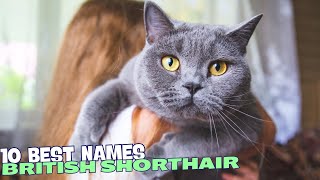 10 Best Names for British Shorthair Cats 🐾 [upl. by Llenel515]