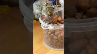 Rescue a squirrel animals rescueanimals squirrel catvideos love [upl. by Arolf551]