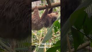 Two Toed Sloth in Costa Rica [upl. by Htidirrem780]