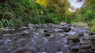 Beautiful Sound of Flowing Water in Deep Forest Water Sound for Sleep for Stress Reliever [upl. by Ellehcear]