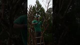 Winter Pruning Prep  Getting Ready for Crape Myrtle Care [upl. by Nylassej102]