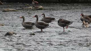 Nature quotDucks here and ducks there ducks stand strictly evenly on the river stonesquot Part 396 [upl. by Ulrika252]