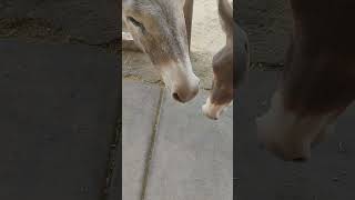 Bro are the donkeys in Oatman so friendly donkey arizona [upl. by Cerell]