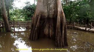 SUMAÚMA  ÁRVORE GIGANTE DA AMAZONAS [upl. by Catherin435]