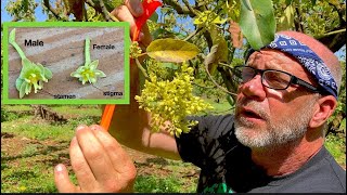 The Fascinating Behavior of Avocado Flowers Synchronous Dichogamy [upl. by Annoyi]