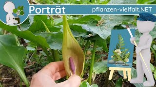 🖼️ Porträt 037  Gefleckter Aronstab Arum maculatum  Wildpflanze Stark Giftig [upl. by Kiefer286]