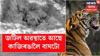 Kaziranga Tiger  বৰ্তমানেও জটিল অৱস্থাতে আছে কলিয়াবৰৰ পৰা কাজিৰঙালৈ অনা ঢেকীয়াপতীয়া বাঘটো N18V [upl. by Lanuk588]