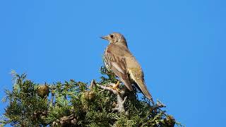 Mistle Thrush SingingTurdus viscivorus [upl. by Nylleoj]