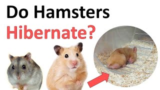 Do hamsters hibernate [upl. by Aronoel]