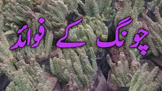 چونگ کے فوائد  Caralluma benefits [upl. by Brynn922]