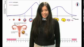 Biologie menstruatiecyclus [upl. by Selestina276]