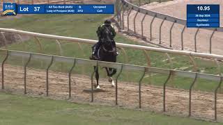 Lot 37 2024 Magic Millions Gold Coast Horses In Training Sale [upl. by Annie115]