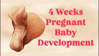 4 Weeks Pregnant Amazing Embryo Developments [upl. by Odab]