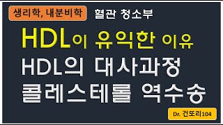 HDL 콜레스테롤이 좋은 이유 HDL 대사과정 및 콜레스테롤 역수송 [upl. by Alek]