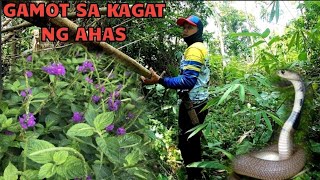 FIRST AID GAMOT SA KAGAT NG AHAS PAG NASA GUBAT KA [upl. by Etnomaj]