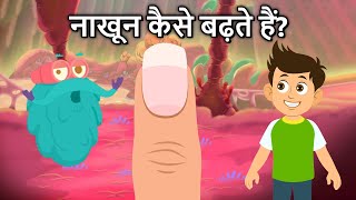 नाखून कैसे बढ़ते हैं  How Your Nails Grow In Hindi  Dr Binocs Show [upl. by Doowyah]