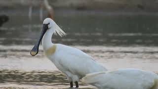 Eurasian Spoonbill [upl. by Figueroa618]