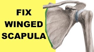 2 Winged Scapula Exercises to Fix Scapular Winging Serratus Anterior amp Levator Scapulae [upl. by Erised]