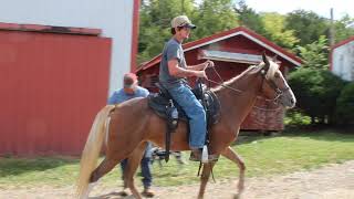 Super Beautiful Chocolate Filly Fancy for Sale at McNatt Farms [upl. by Ydnerb]