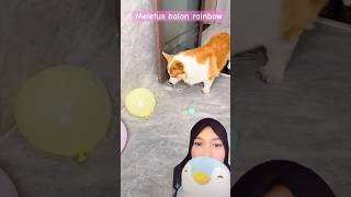 Anjing letusin balon air corgi dubbing hewanlucu funny [upl. by Files124]