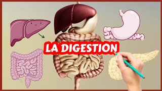 Lappareil digestif et la digestion Physiologie [upl. by Urian192]