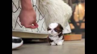 Adorable Shih Tzu puppy [upl. by Legir408]