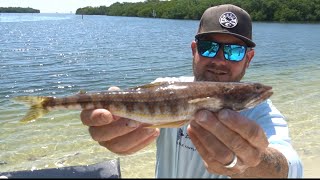 Lizard fish catch clean cook Tampa Bay [upl. by Crandall]