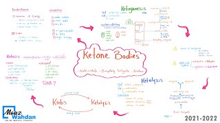 21 Ketone bodies part 03 Ketolysis Moaz Wahdan [upl. by Anirdnaxela]