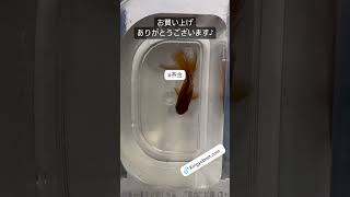 【茶金】20241104 お買い上げありがとうございます＃京阪錦鯉センター金魚 [upl. by Wennerholn836]