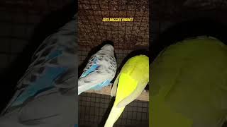 Cute Baggies Parrot pair birds [upl. by Nevaed]