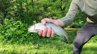 Fishing small Iowa trout Stream no music fishing [upl. by Aeki]