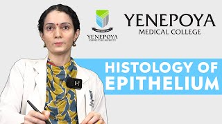 Histology of Epithelium  Anatomy  Yenepoya Medical College [upl. by Leruj]