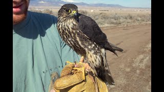 Falconry When a bird dies [upl. by Vedi]