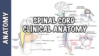 Spinal Cord  Clinical Anatomy and Physiology dermatomes blood supply shingles lumbar puncture [upl. by Stephani489]