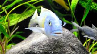 buccochromis rhoadesi yellow by crav [upl. by Cristiona]