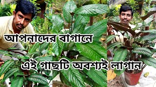 ক্যালাথিয়া অর্নাটা পাতাবাহার গাছের যত্নCalathea Ornata Plant CareSobuj Basanto [upl. by Enilhtak]