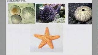 Invertebrate Diversity pt 4 Echinoderms amp Intro Chordates [upl. by Murray]