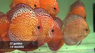 Hobbystic discus farm of Francesco Penazzi [upl. by Bakemeier]