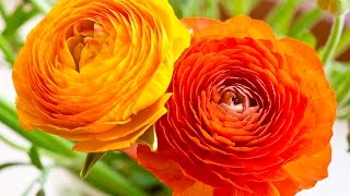 Top 10 Best Wedding Flowers In The World [upl. by Enaitsirhc]