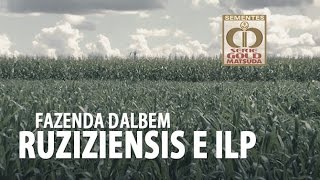 Ruziziensis na ILP Fazenda Dalbem [upl. by Lefkowitz]