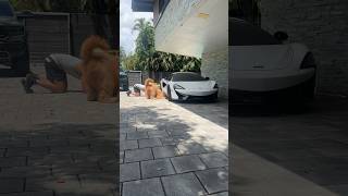 Helping my dog hunt for lizards goldendoodle funnydog cutedog [upl. by Lincoln]