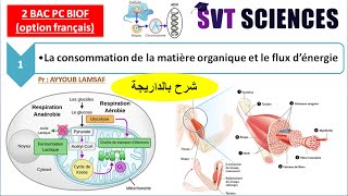 Consommation de la matière organique et flux de lénergie svt 2 bac pc BIOF شرح بالداريجة [upl. by Dragoon546]