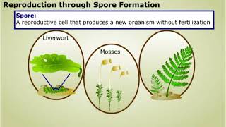 Spore formation and Apomixis [upl. by Dur898]