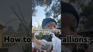 How to grow scallionsTIP 1 shorts foryou garden farming agriculture nature [upl. by Nicolais614]