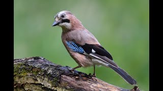 Jay Birds Unveiled Discovering the Beauty and Behaviour of These Colourful Raptors [upl. by Ecnerrat]