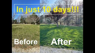 GREEN and WEED FREE Lawn After 1 Step [upl. by Ingham]