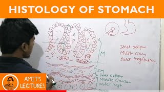 Draw histological diagram of Stomach in 2 minutes  Rapid Histology  Amits Lectures  UHS [upl. by Ahsito]