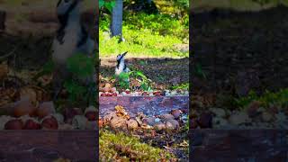 Aggressive woodpecker at feeder birds birdfeeder nature wildlife [upl. by Audun]